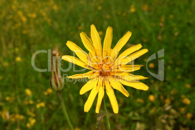 Yellow summer wild flower