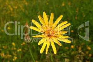Yellow summer wild flower