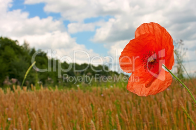 Red poppy