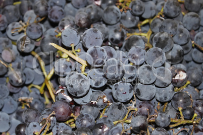 Grape berries of wine varieties