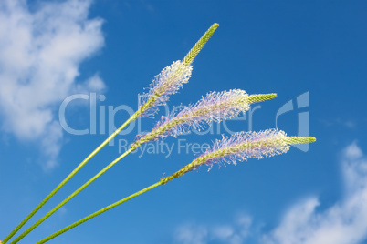 Field flowers against the blue sky with clouds. Hoary Plantain
