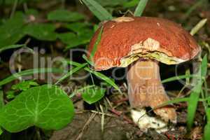 Mushroom Boletus in their natural environment