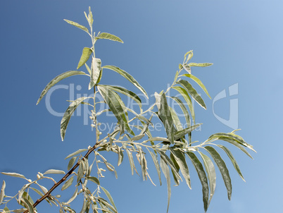 Branch of wild olive trees