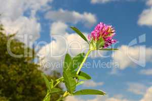 Clover flower