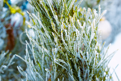 Pine branch covered with rime