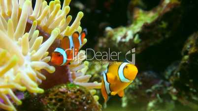 Clown fish.