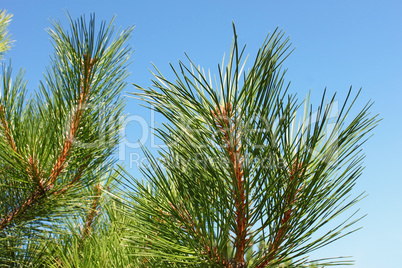 The young shoots of pine