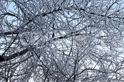 Winter trees covered with hoarfrost (5)
