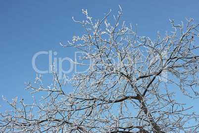 Winter trees covered with hoarfrost (2)