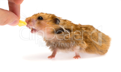 hamster with piece of cheese isolated on white