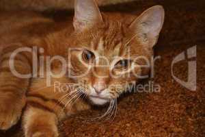 Young orange cat