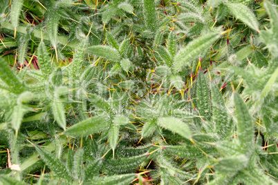 Prickly bright green plant