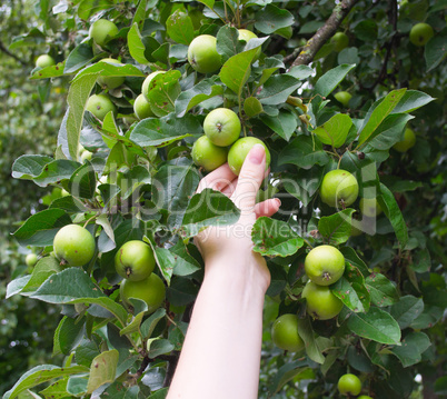 The hand breaks green apples in a garden