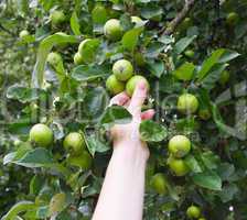The hand breaks green apples in a garden