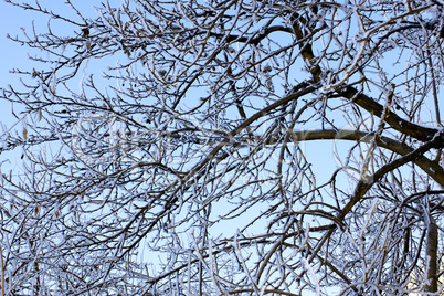 Winter trees covered with hoarfrost (3)