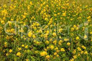 Wild yellow bean flowers