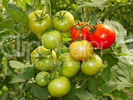 Bunch with green and red tomatoes