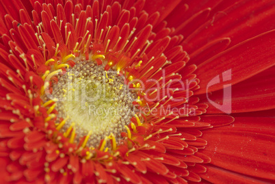 Red Flower in a Tuscan Garde