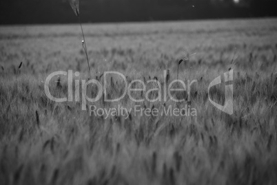 Cornfield in Tuscany Countryside