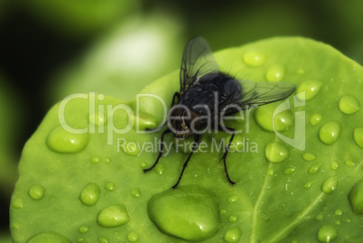 Fly on a Wet Leaf, Cannes