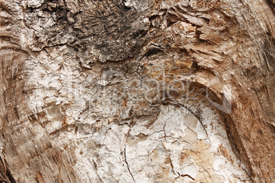 Fungus on the walnut timber