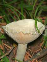 Wild mushroom genus of champignons