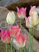 Tulips on a background of large stones