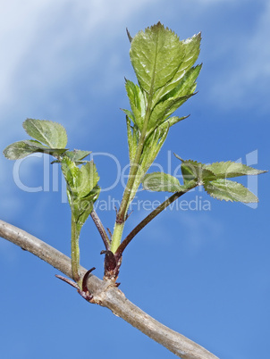 Spring elder branch