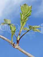 Spring elder branch