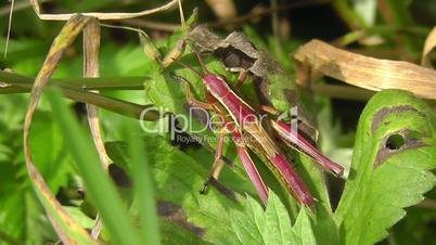 Sumpfschrecken - Marsh Grasshopper