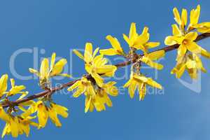 Flowering yellow spring twig