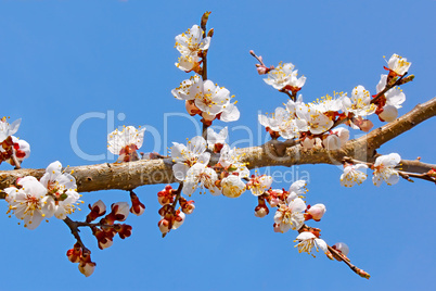 Flowering apricot tree branch