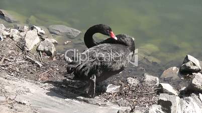 Black swan sleep on the shore of the pond