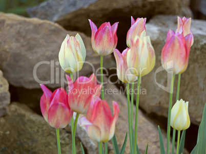 Group tulips on a background of large stones