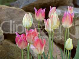 Group tulips on a background of large stones
