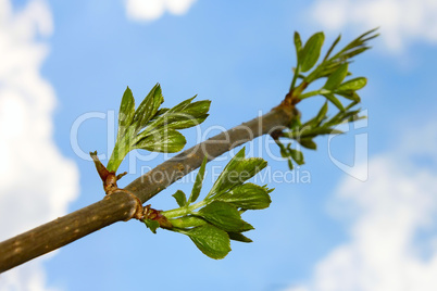 Elder branch against sky