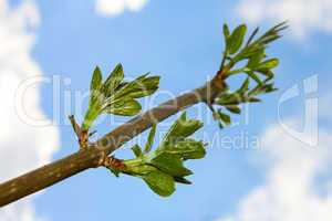 Elder branch against sky