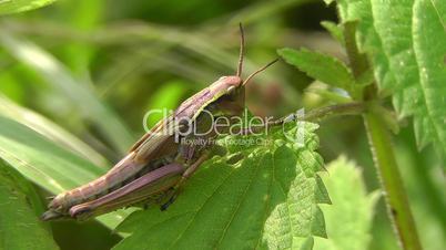 Pink Grasshopper - Rosa Heuschrecke