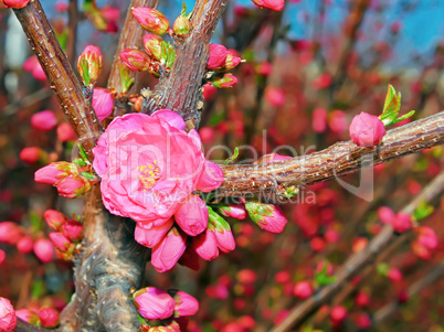 Flowering spring tree