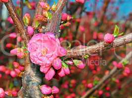 Flowering spring tree