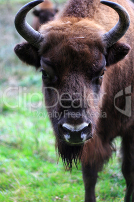 wisent