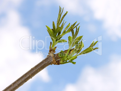 Elder branch against blue sky with clouds