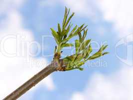 Elder branch against blue sky with clouds