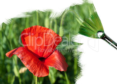 painting red poppy
