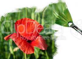 painting red poppy
