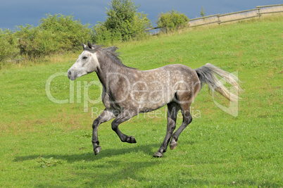 Connemara Pony