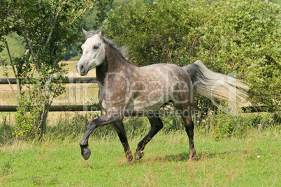 Connemara Pony