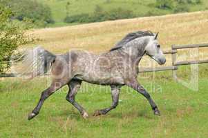 Connemara Pony