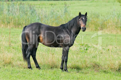 Connemara Pony