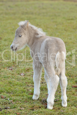 Pony Fohlen